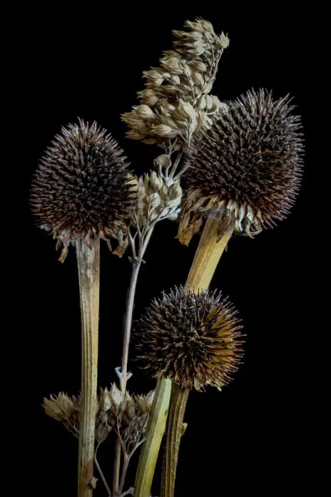Framed Print : USA, Colorado, Ft. Collins. Mixed dried coneflowers. Credit as Fred Lord / Jaynes Gallery Framed Print : USA, Colorado, Ft. Collins. Mixed dried coneflowers. Credit as Fred Lord / Jaynes Gallery