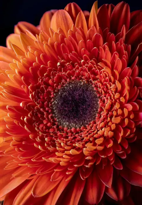 Framed Print : USA, Colorado, Ft. Collins. Orange gerbera daisy. Credit as Fred Lord  /  Jaynes Gallery  / 