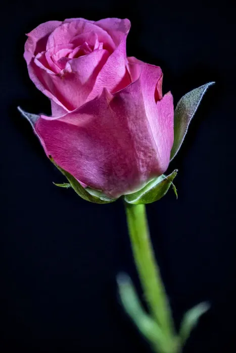 Framed Print : USA, Colorado, Ft. Collins. Rose flower close-up. Credit as Fred Lord / Jaynes Gallery / Framed Print : USA, Colorado, Ft. Collins. Rose flower close-up. Credit as Fred Lord / Jaynes Gallery /