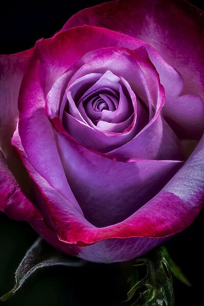USA, Colorado, Ft. Collins. Rose flower close-up. Credit as Fred Lord  /  Jaynes Gallery  / 