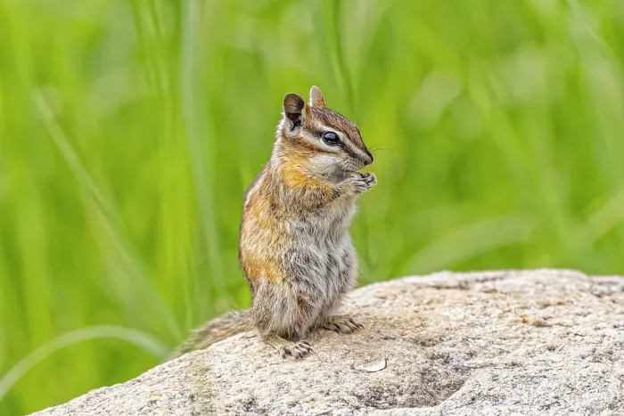 Framed Print : USA, Colorado, Gould. Close-up of least chipmunk. ©Fred Lord  /  Jaynes Gallery  /  DanitaDelimont.com