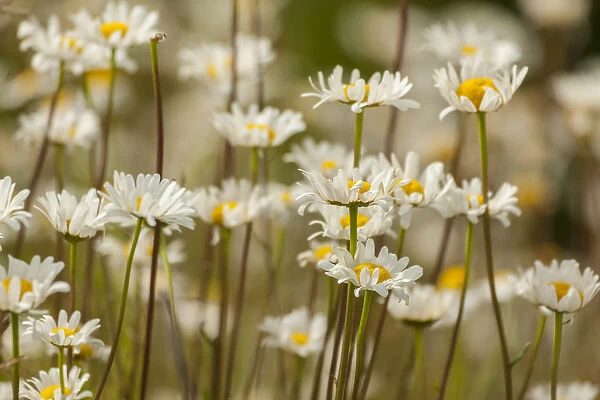 USA, Colorado, Grand County. Oxeye daisies