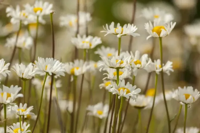 Framed Print : USA, Colorado, Grand County. Oxeye daisies Framed Print : USA, Colorado, Grand County. Oxeye daisies