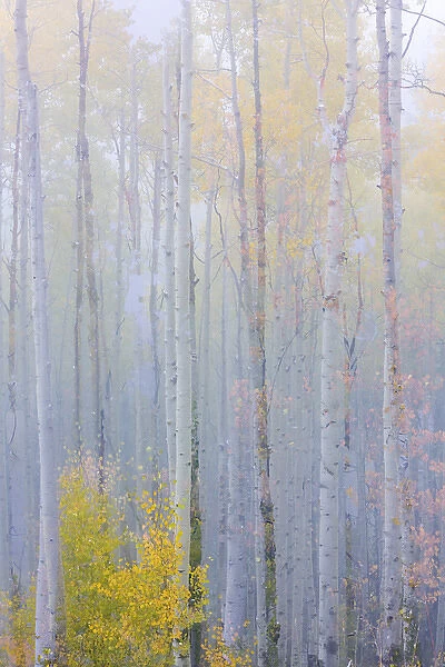 USA, Colorado, Grand Mesa. Composite of foggy aspen forest