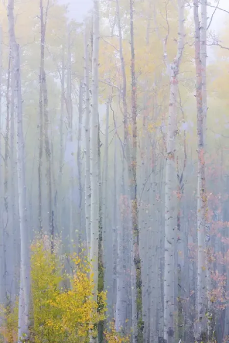 Framed Print : USA, Colorado, Grand Mesa. Composite of foggy aspen forest Framed Print : USA, Colorado, Grand Mesa. Composite of foggy aspen forest