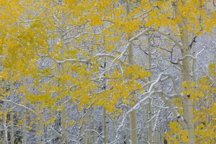 Framed Print : USA, Colorado, Grand Mesa. Early snow on aspen trees Framed Print : USA, Colorado, Grand Mesa. Early snow on aspen trees