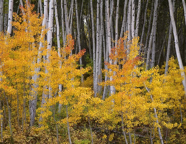 USA, Colorado, Grand Mesa National Forest, Aspen grove with fall color and white trunks
