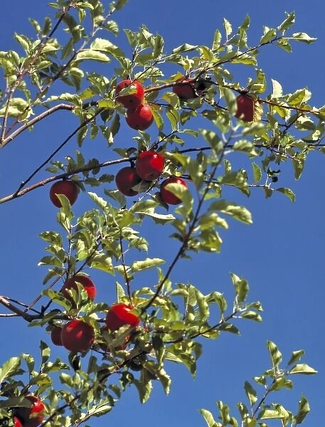 USA, Colorado, Grand Mesa. Red apples hang ready for harvest in Grand Mesa, Colorado