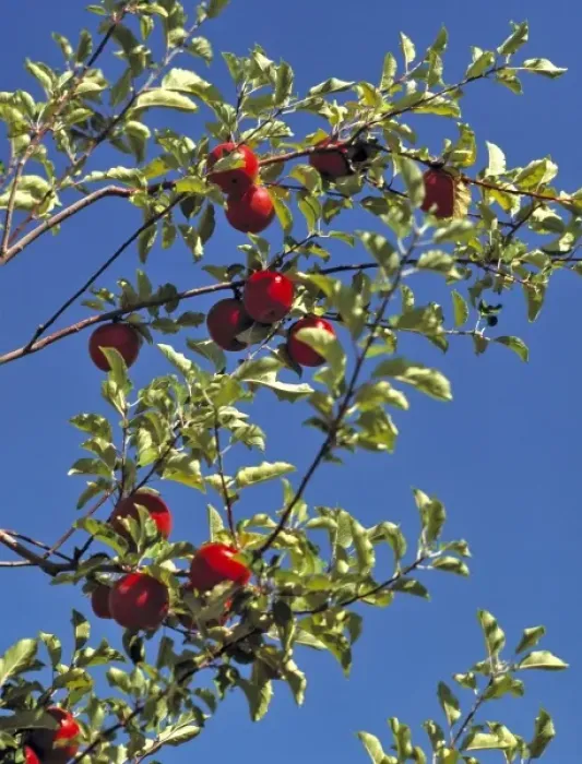 Framed Print : USA, Colorado, Grand Mesa. Red apples hang ready for harvest in Grand Mesa, Colorado Framed Print : USA, Colorado, Grand Mesa. Red apples hang ready for harvest in Grand Mesa, Colorado