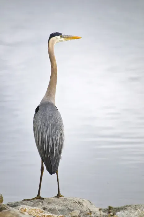 Framed Print : USA, Colorado. Great blue heron