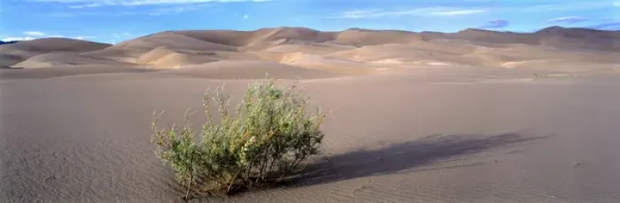 Framed Print : USA, Colorado, Great Sand Dunes NM. A desert willow struggles to exist at the Great Sand Dunes NM