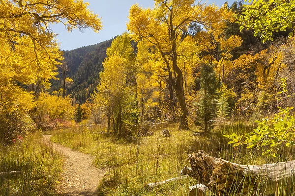 USA, Colorado, Grizzly Creek Trail. Cottonwood trees in fall color