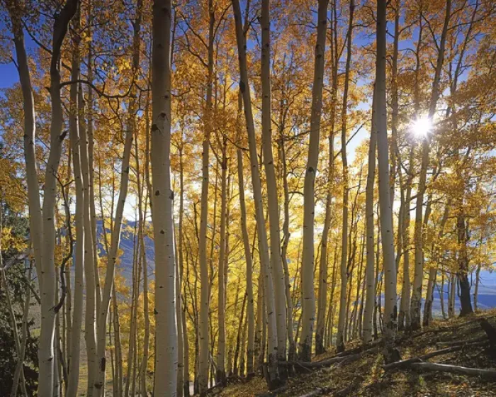 Framed Print : USA, Colorado, Gunnison National Forest, Aspen Grove Framed Print : USA, Colorado, Gunnison National Forest, Aspen Grove