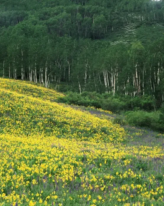 Framed Print : USA, Colorado, Gunnison National Forest, View of Sneezeweed (Helenium autumnale) and Aspen trees Framed Print : USA, Colorado, Gunnison National Forest, View of Sneezeweed (Helenium autumnale) and Aspen trees