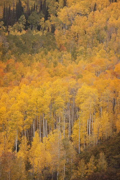 USA, Colorado, Gunnison National Forest. Aspen forest at peak autumn color. Credit as