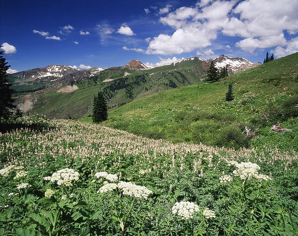 USA, Colorado, Gunnison National Forest, View of Cow Parsnip (Heracleum lanatum)