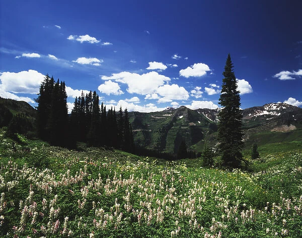 USA, Colorado, Gunnison National Forest, View of mountain with wildflowers