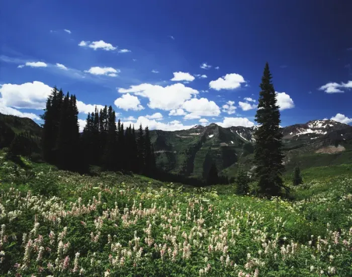 Framed Print : USA, Colorado, Gunnison National Forest, View of mountain with wildflowers Framed Print : USA, Colorado, Gunnison National Forest, View of mountain with wildflowers