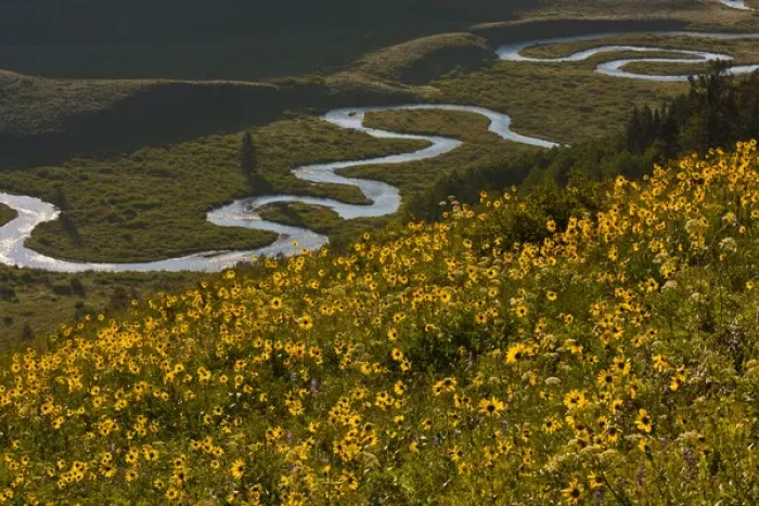 Framed Print : USA, Colorado, Gunnison National Forest, Crested Butte. Aspen sunflowers above the East River Framed Print : USA, Colorado, Gunnison National Forest, Crested Butte. Aspen sunflowers above the East River