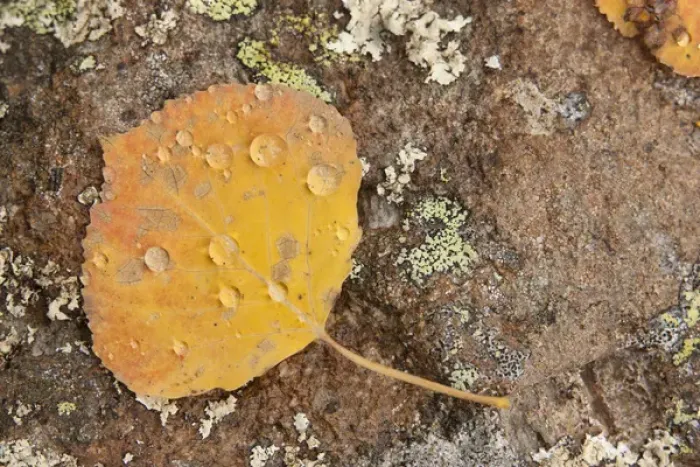Framed Print : USA, Colorado, Gunnison National Forest. Aspen leaf and lichen on rock. Credit as Framed Print : USA, Colorado, Gunnison National Forest. Aspen leaf and lichen on rock. Credit as