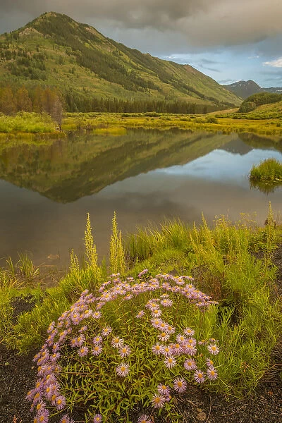 USA, Colorado, Gunnison National Forest. Slate River Valley, asters and pond. Credit as
