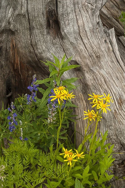 USA, Colorado, Gunnison National Forest. Lupine and golden ragwort next to dead tree