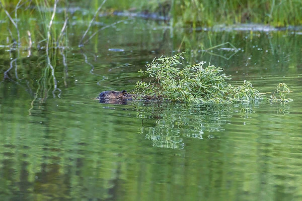 USA, Colorado, Gunnison National Forest. Wild beaver bringing willows back to lodge