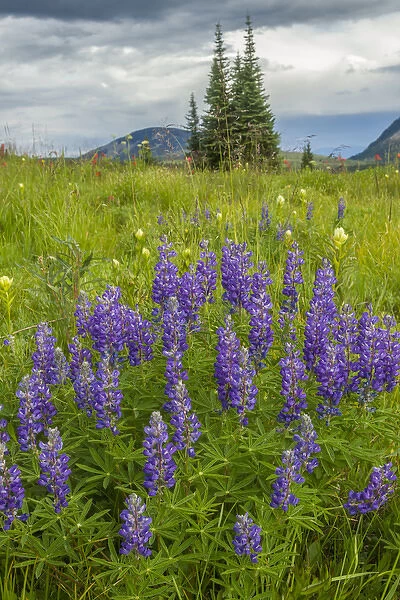 USA, Colorado, Gunnison National Forest. Lupine in mountain meadow