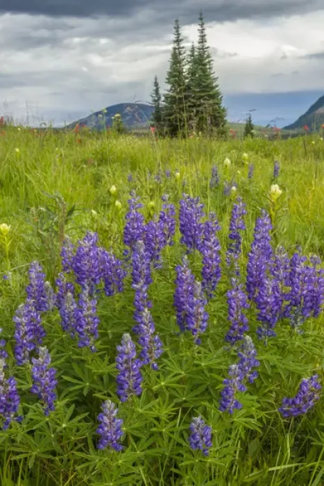 Framed Print : USA, Colorado, Gunnison National Forest. Lupine in mountain meadow