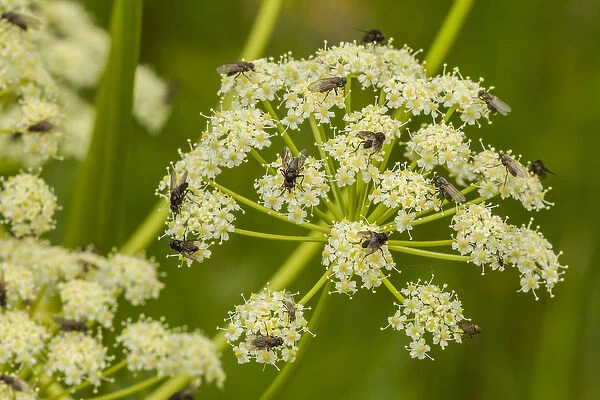 USA, Colorado, Gunnison National Forest. Cow parsnip and pollinating flies. Credit as