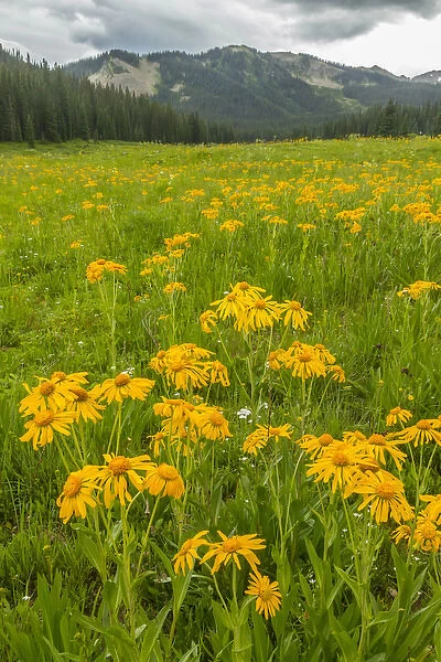 USA, Colorado, Gunnison National Forest. Sneezeweed blossoms in mountain meadow. Credit as