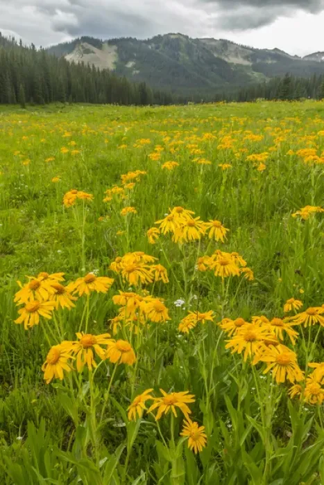 Framed Print : USA, Colorado, Gunnison National Forest. Sneezeweed blossoms in mountain meadow. Credit as Framed Print : USA, Colorado, Gunnison National Forest. Sneezeweed blossoms in mountain meadow. Credit as