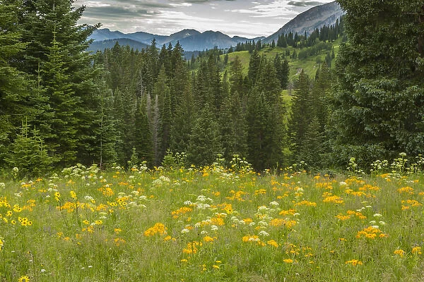 USA, Colorado, Gunnison National Forest. Mountain meadow landscape