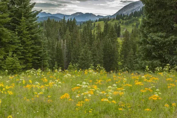 Framed Print : USA, Colorado, Gunnison National Forest. Mountain meadow landscape