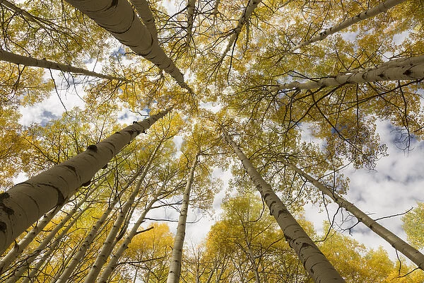 USA, Colorado, Gunnison National Forest. Aspen trees in autumn