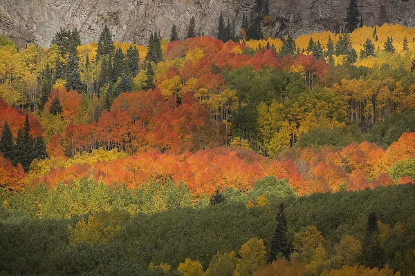USA, Colorado, Gunnison National Forest. Fall display of aspen trees
