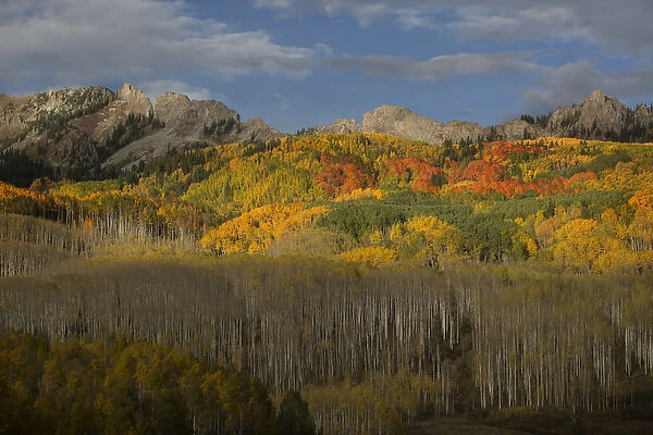 USA, Colorado, Gunnison National Forest. Fall display of aspen trees