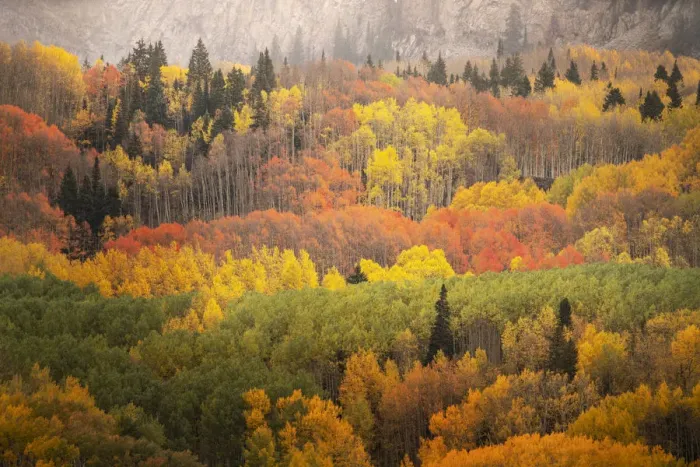 Framed Print : USA, Colorado, Gunnison National Forest. Forest in autumn colors Framed Print : USA, Colorado, Gunnison National Forest. Forest in autumn colors