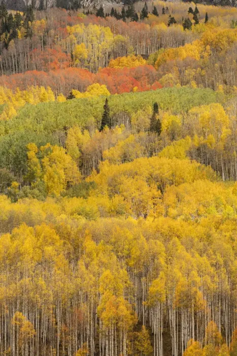 Framed Print : USA, Colorado, Gunnison National Forest. Forest in autumn colors