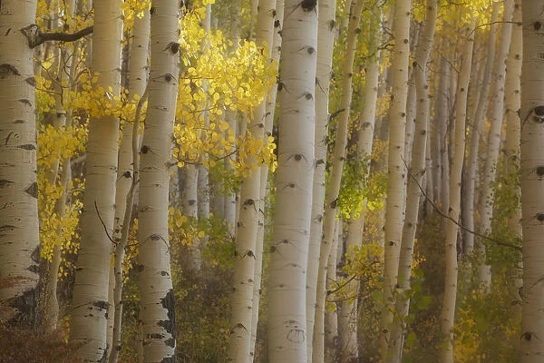 USA, Colorado, Gunnison National Forest. Aspen trees highlighted at sunrise. Credit as