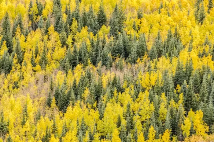 Framed Print : USA, Colorado, Gunnison National Forest. Aspen forest in autumn