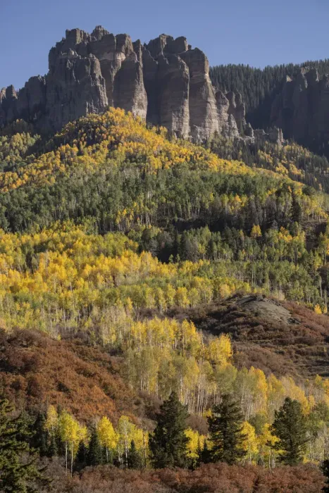 Framed Print : USA, Colorado, Gunnison National Forest. Autumn aspen forest on Cimarron Ridge Framed Print : USA, Colorado, Gunnison National Forest. Autumn aspen forest on Cimarron Ridge