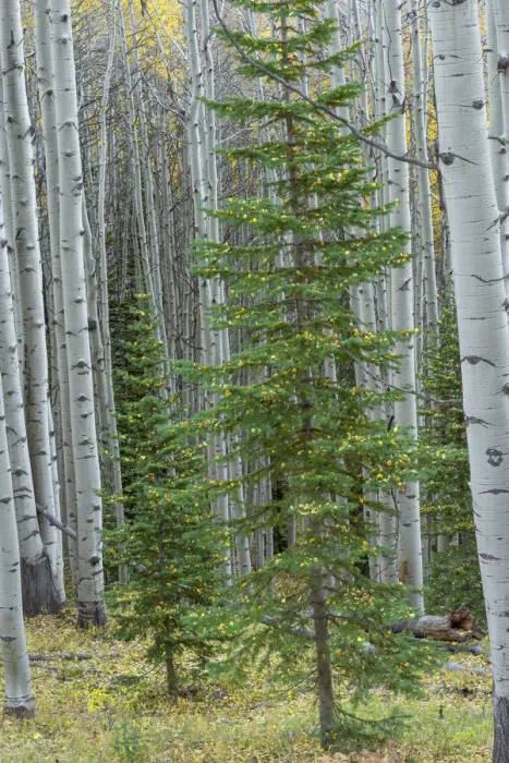 Framed Print : USA, Colorado, Gunnison National Forest, Spruce trees and grove of quaking aspen with Framed Print : USA, Colorado, Gunnison National Forest, Spruce trees and grove of quaking aspen with