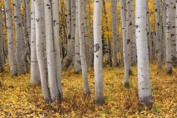 Framed Print : USA, Colorado, Gunnison National Forest, Grove of quaking aspen Framed Print : USA, Colorado, Gunnison National Forest, Grove of quaking aspen