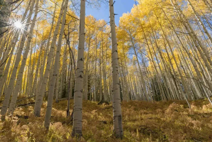 Framed Print : USA, Colorado, Gunnison National Forest, Autumn colored grove of quaking aspen with Framed Print : USA, Colorado, Gunnison National Forest, Autumn colored grove of quaking aspen with