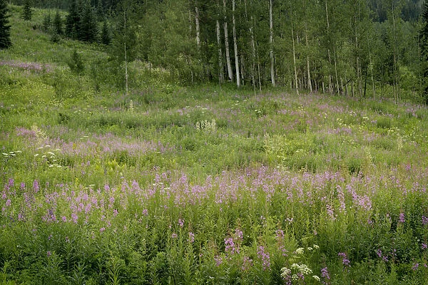 USA, Colorado, Gunnison National Forest. Fireweed wildflowers and aspens in meadow