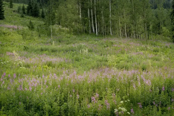 Framed Print : USA, Colorado, Gunnison National Forest. Fireweed wildflowers and aspens in meadow Framed Print : USA, Colorado, Gunnison National Forest. Fireweed wildflowers and aspens in meadow