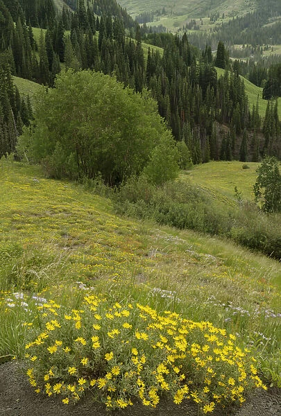 USA, Colorado, Gunnison National Forest. Hairy golden aster flowers and mountain landscape