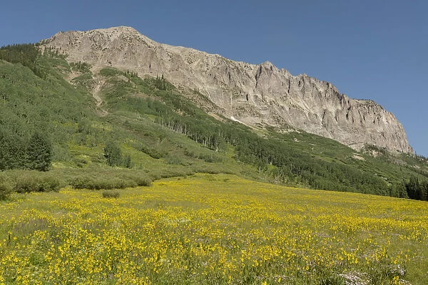 USA, Colorado, Gunnison National Forest. Mule-ears flowers in field below Gothic Mountain