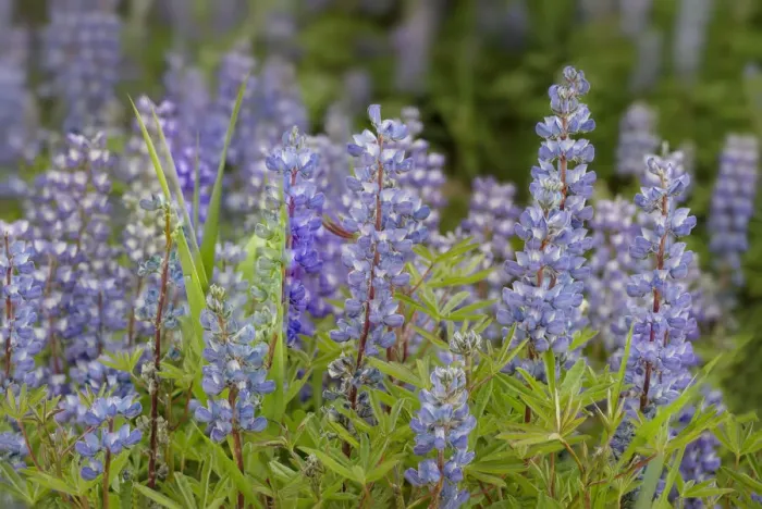 Framed Print : USA, Colorado, Gunnison National Forest. Lupine flowers in San Juan Mountains Framed Print : USA, Colorado, Gunnison National Forest. Lupine flowers in San Juan Mountains